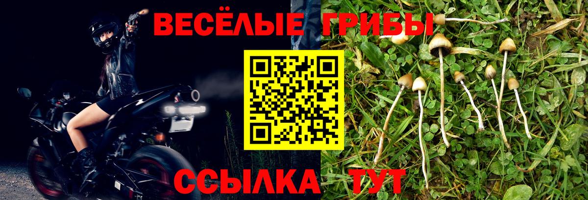 Псилоцибиновые грибы Psilocybine cubensis Солнечногорск